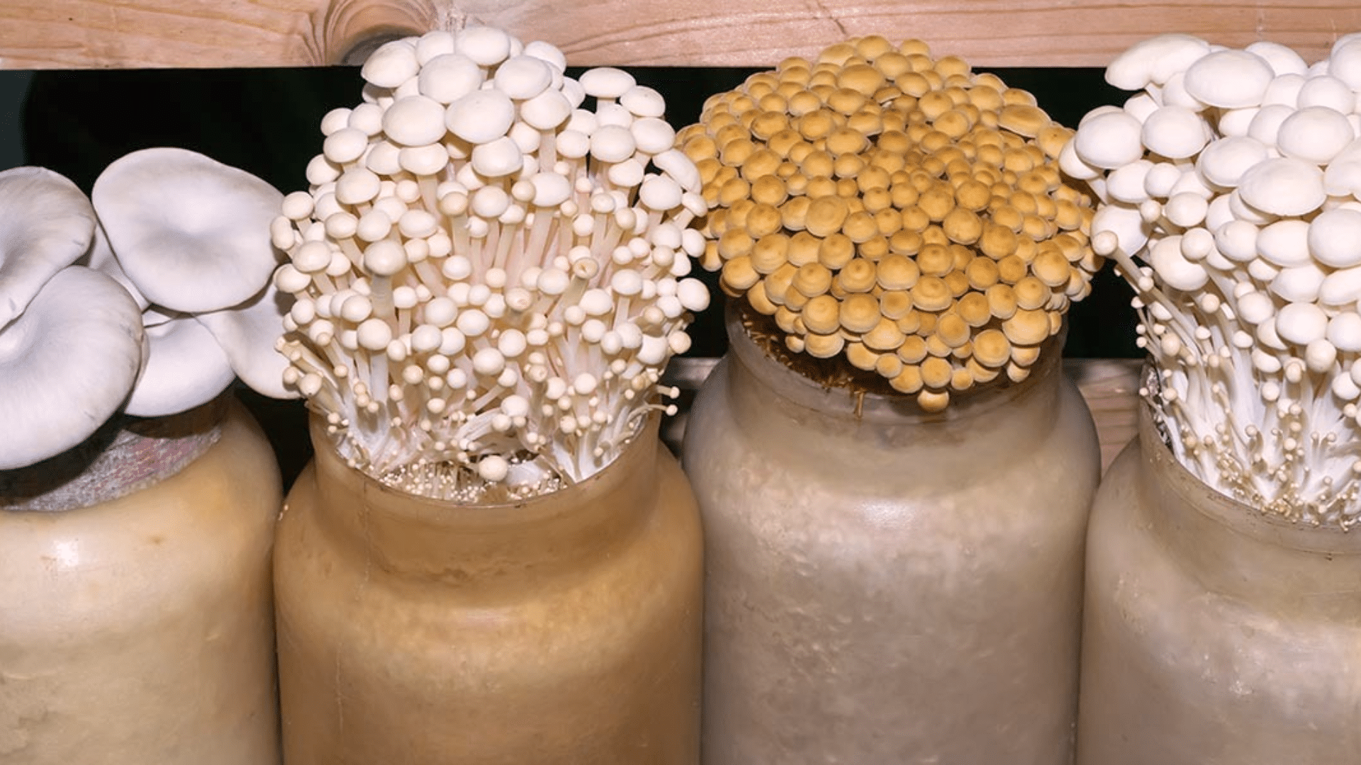 Mushroom_Cultivation