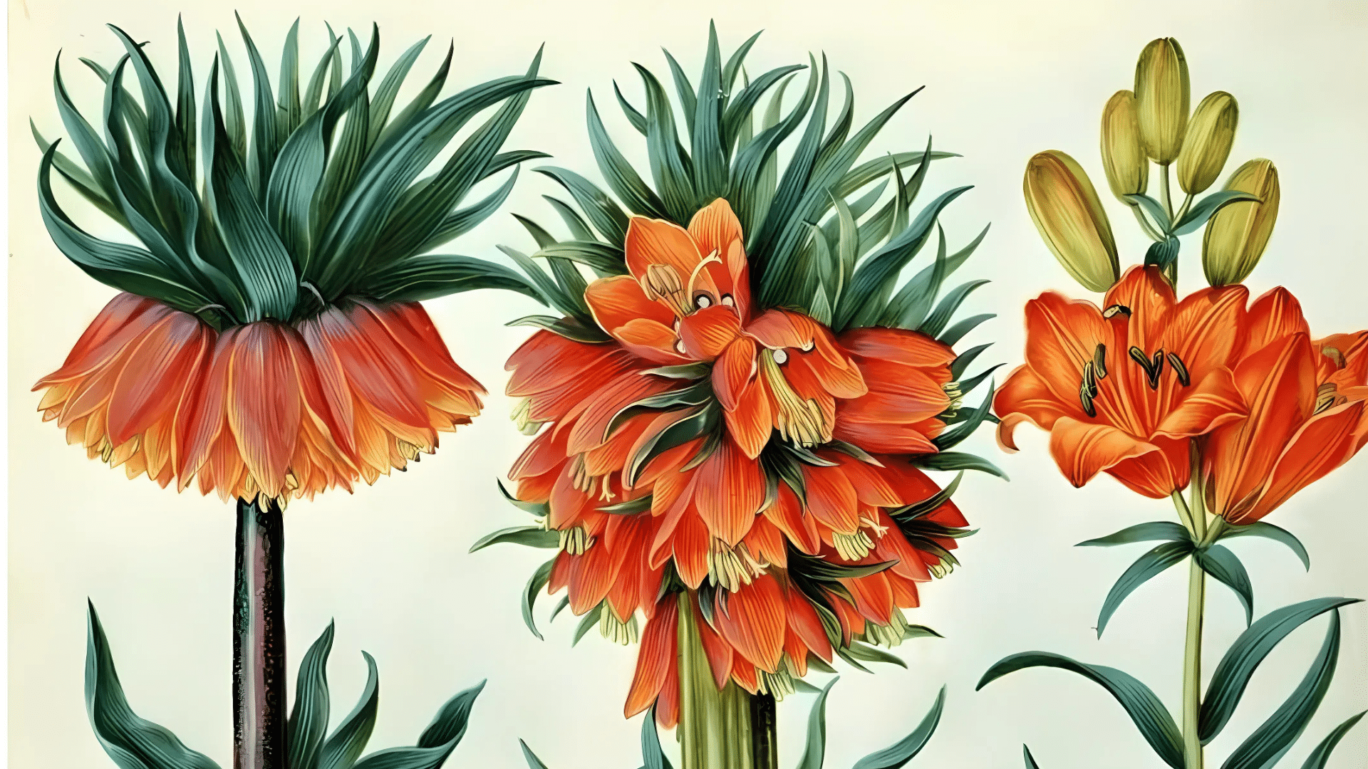 Botanical_Studies